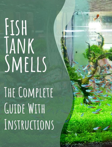 fish-tank-smell