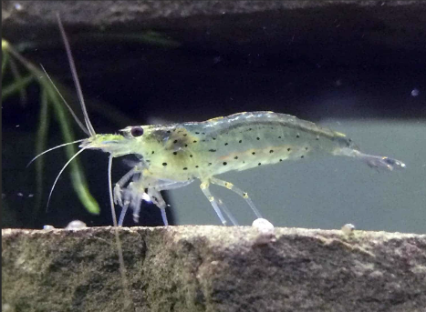 ghost-shrimp