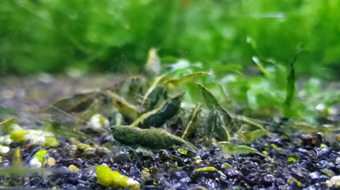 green-jade-shrimp-for-sale