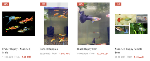 flash-sale-endler-guppy