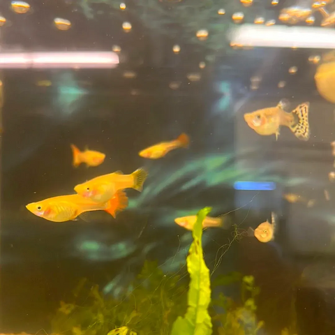 guppy-for-sale