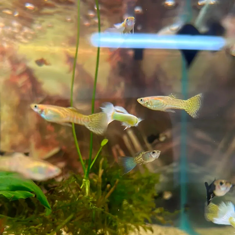 guppy-for-sale