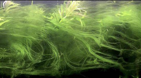 hair-algae
