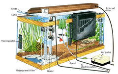 how to start a fish tank