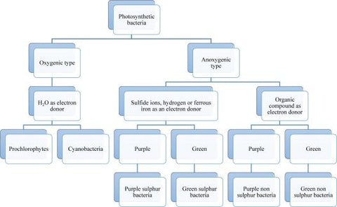 Chlorobiacae bacteria