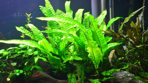 java-fern-for-sale