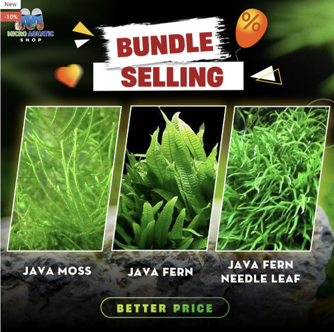 java-moss-for-sale