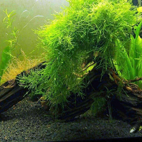 java-moss-for-sale