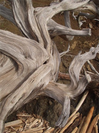 Madrona driftwood