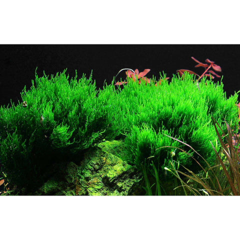 Flame Moss Aquarium Plants