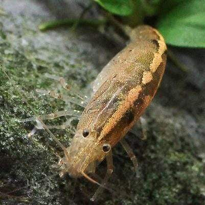 Australian Amano shrimps