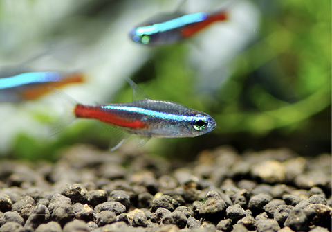 neon-tetra