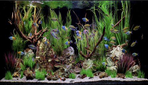 Set Up New Tank - Guide To Set Up Your First Freshwater Aquarium