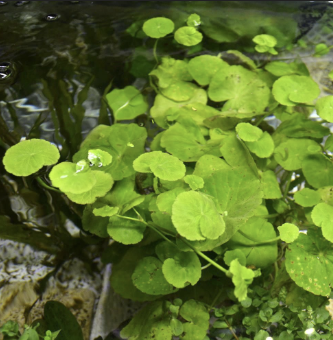 pennywort-for-sale