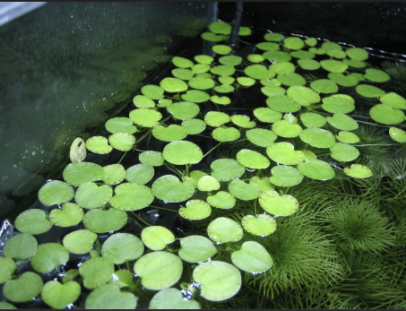 pennywort-for-sale