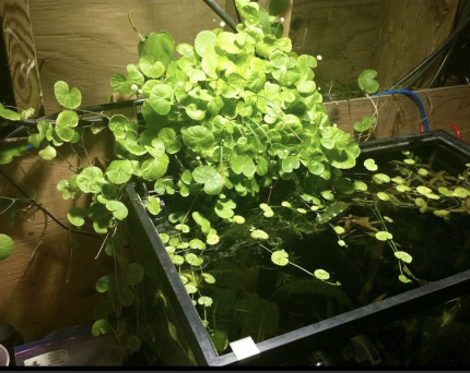 pennywort-for-sale