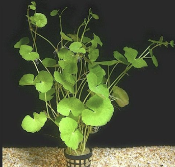 pennywort-for-sale