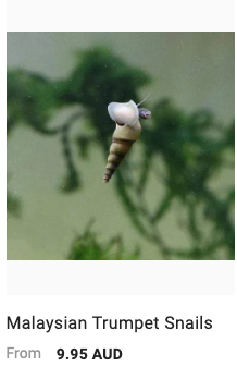 malaysian-trumpet-snail