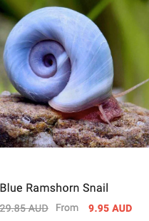 ramshorn-snails