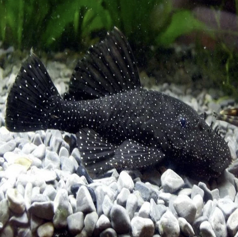 pleco-for-sale