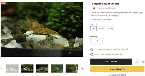 Breeding-Tangerine-Tiger-Shrimp