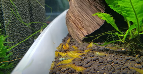 tangerine-tiger-shrimp-for-sale