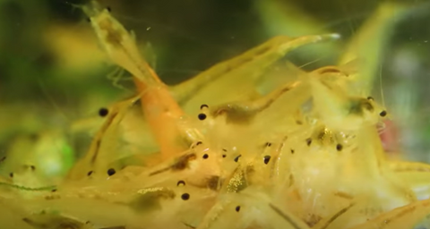 yellow-shrimp-for-sale