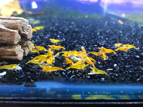 yellow-shrimp-for-sale