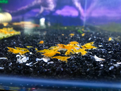 yellow-shrimp-for-sale