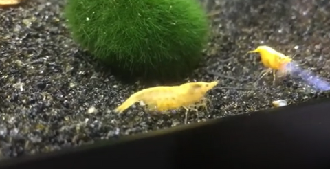 yellow-shrimp-for-sale