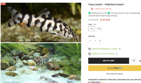 yoyo-loaches-for-sale-at-aquarium-stores-melbourne