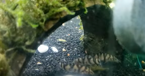 yoyo-loach-eat-snail