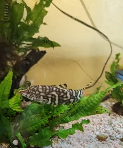 yoyo-loaches-for-sale