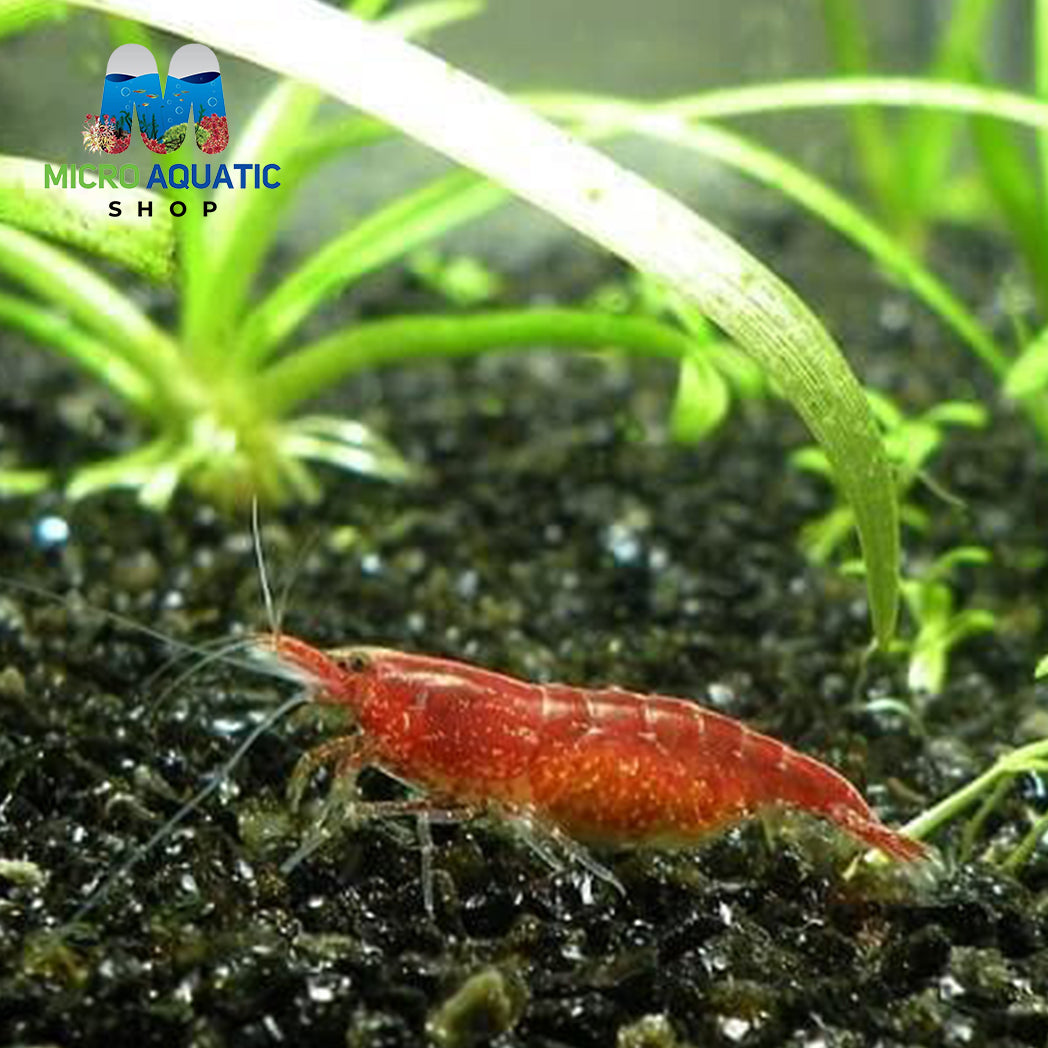 Red Cherry Shrimp, Freshwater Aquarium Neocaridina Heteropoda, Colorful Dwarf Algae Eating – Micro Aquatic Shop