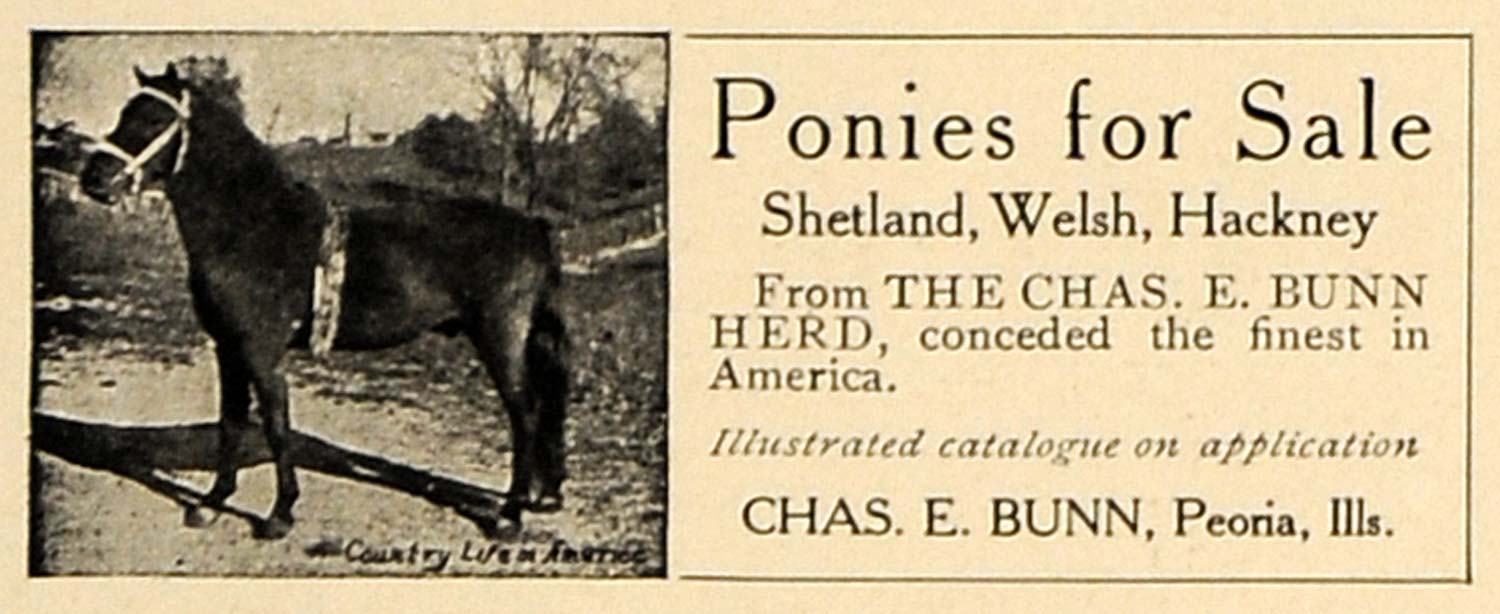 1906 Ad Shetland Welsh Hackney Pony Chas E Bunn Peoria Original Cl9 Period Paper Historic Art Llc