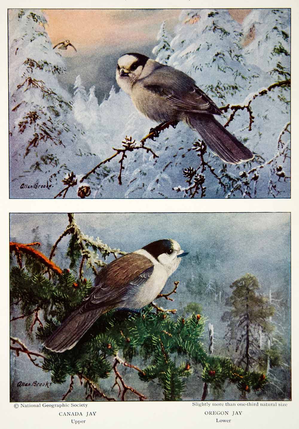 1933 Color Print Green Arizona Jay Bird Wildlife Animal Feathers Image –  Period Paper Historic Art LLC