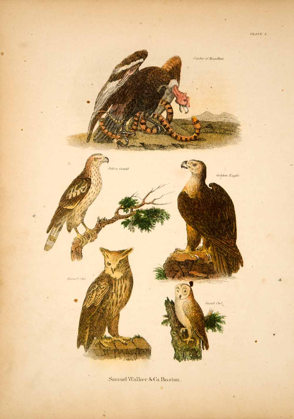 1868 Chromolithograph Birds Of Prey Condor Falcon Golden Eagle Horned Owl Tlw3