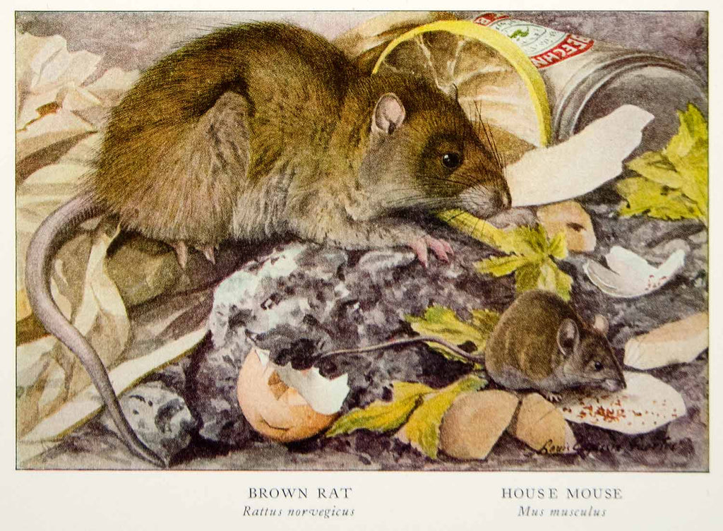 1916 Color Print Cross Red Silver Fox Animal Wildlife Louis Agassiz Fu –  Period Paper Historic Art LLC