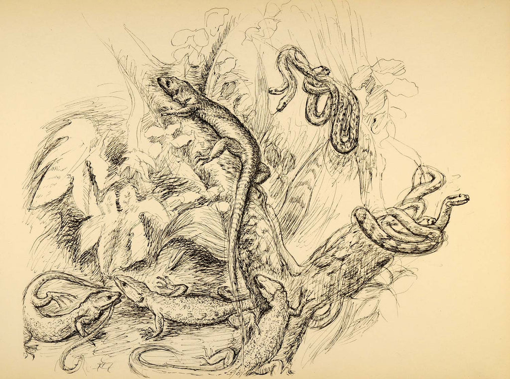 1898 Article Scientific Frilled Lizards Hoatzin Zoology - ORIGINAL