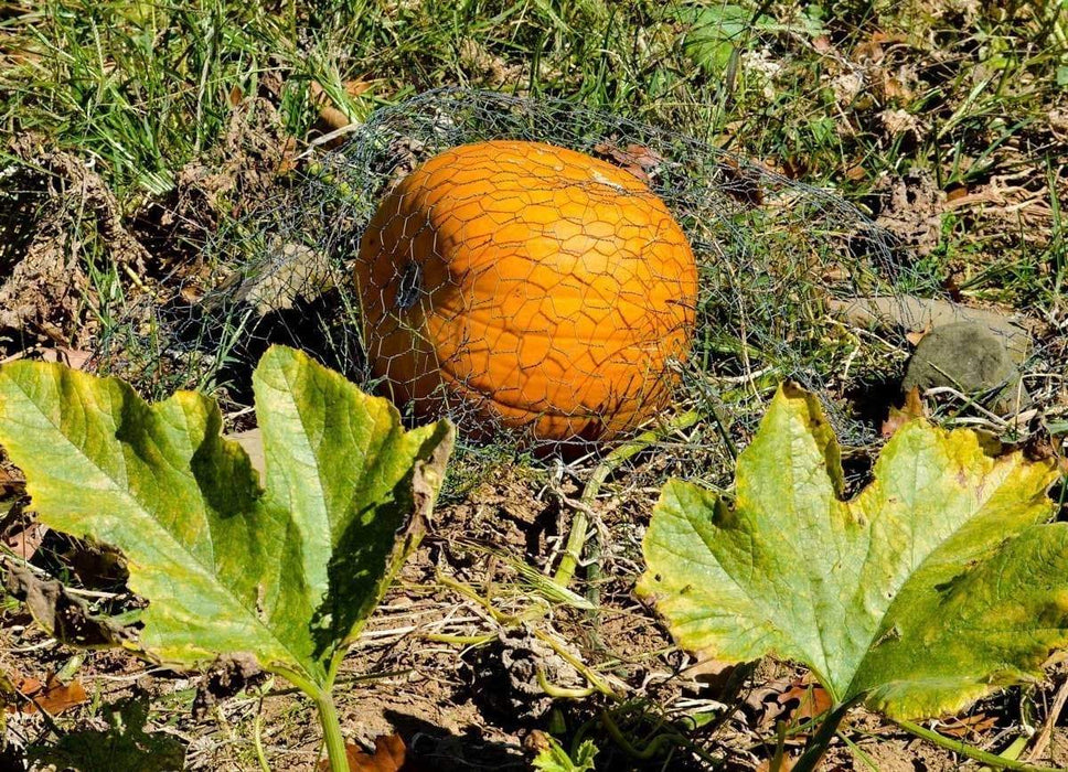 Halloween Pumpkin Jack O Lantern Winter Squash Seeds Caribbeangardenseed