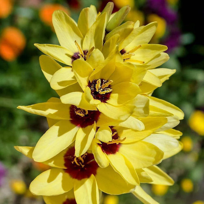 Buy African Lily Bulbs, Ixia YELLOW Online | Grow Your Own Food with ...