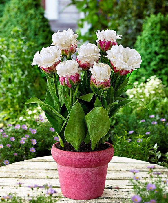 Buy ICE CREAM Tulip Bulbs) FALL PLANTING Online | Grow Your Own Food with  Caribbean Garden Seed