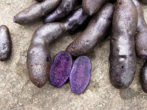  Dichondra 70pcs Fingerling Potatoe Mixed Vegetable Seeds :  Patio, Lawn & Garden