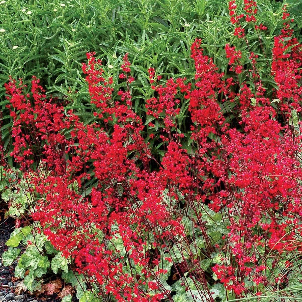 Buy Coral Forest Coral Bells , Heuchera sanguinea FLOWERS Seed ...