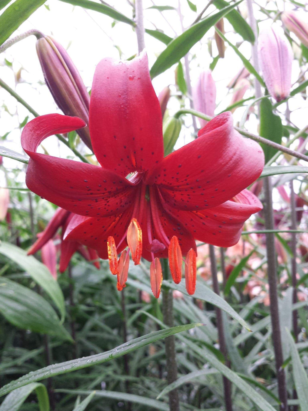 Tiger Lily- Red Flavour, (3 Bulb/Plants) Gorgeous flowers ...