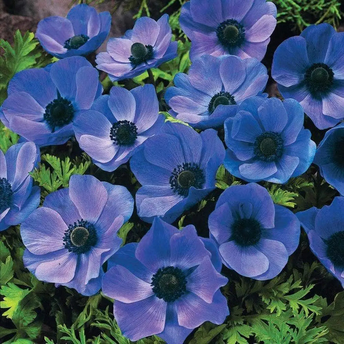 Buy Anemone 'Mr Fokker' blue flowers Online | Grow Your Own Food with  Caribbean Garden Seed