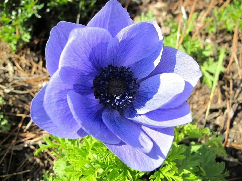 Buy Anemone 'Mr Fokker' blue flowers Online | Grow Your Own Food with  Caribbean Garden Seed