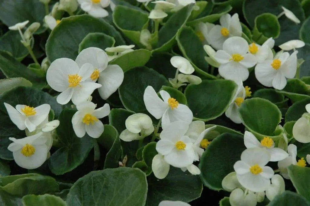 Buy Begonia Seeds - Wax White (Begonia Semperflorens ) GREAT container,  Garden Bed , Patio Planter and front border Online