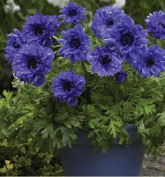 Buy ANEMONE double blue 'Lord Lieutenant' Online | Grow Your Own Food with  Caribbean Garden Seed