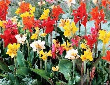 Canna Lily 'Miss Oklahoma'  Pesches Flowers & Garden Center